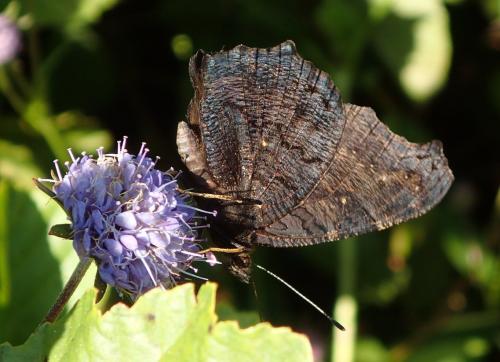Aglais io